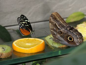 Close-up of orange butterfly