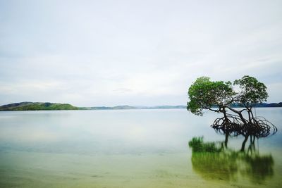 Trees in calm lake against sky