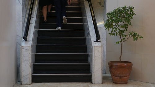 Potted plant on staircase of building