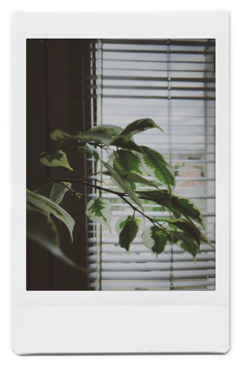 leaf, plant part, plant, picture frame, nature, green, no people, window, indoors, growth, cut out, white background, studio shot, herb, potted plant