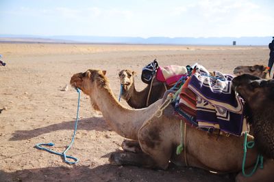 Camels on desert against sky