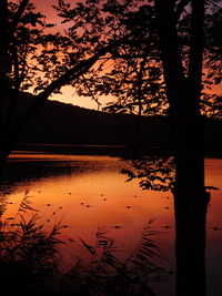 Scenic view of lake in forest during sunset