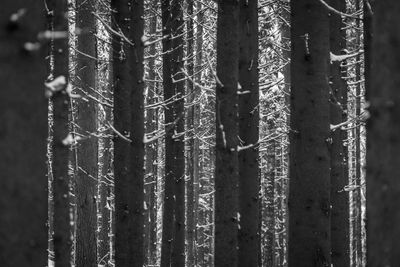 Close-up of frozen tree in forest during winter