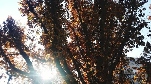 Low angle view of trees against sky