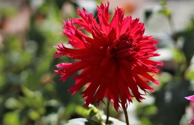 Close-up of red flowering plant in park