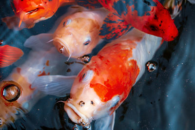 View of koi fish in the lake