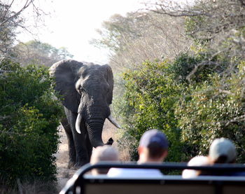 Rear view of elephant