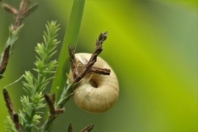 Close-up of insect on plant