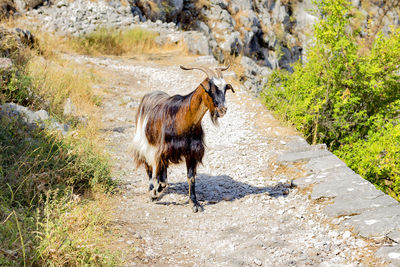 Full length of a horse walking on road