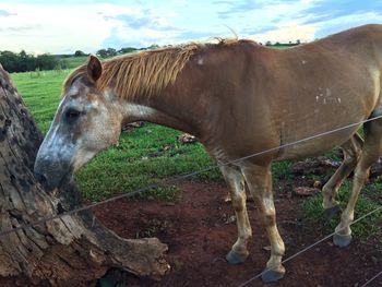 Brown horse at farm