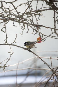 Bird perching on bare tree against sky during winter