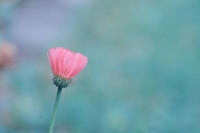 Close-up of pink flower