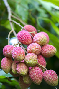 Close-up of strawberries