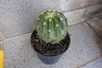 High angle view of potted plants