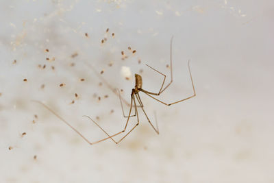 Close-up of spider