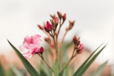 Pink oleander flower bouquet with buds