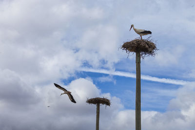 Low angle view of bird perching on wooden post against sky
