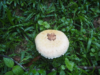 High angle view of mushroom growing on field