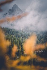 Trees in forest against sky