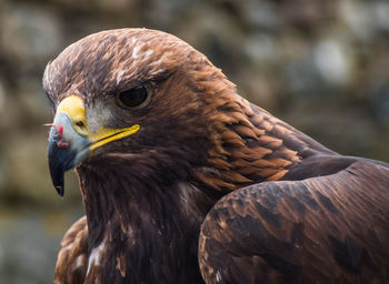 Close-up of golden eagle