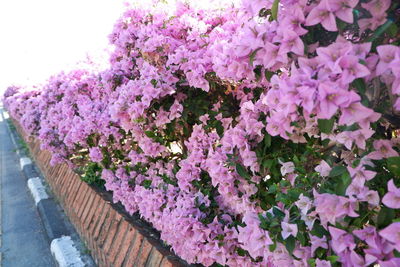 High angle view of pink flowering plants