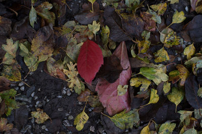 High angle view of fallen maple leaves