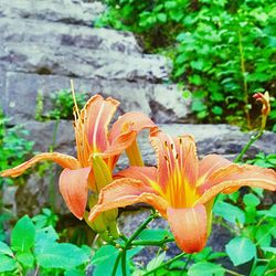 Close-up of day lily blooming outdoors