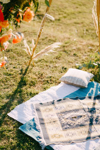 High angle view of potted plant on field