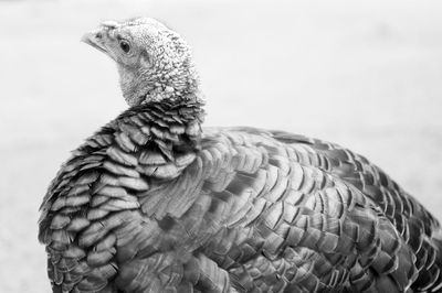 Close-up of bird