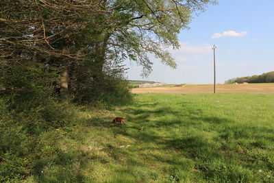Scenic view of grassy field against sky