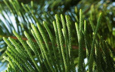 Close-up of fresh green plant