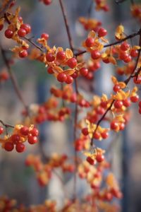 Red berries