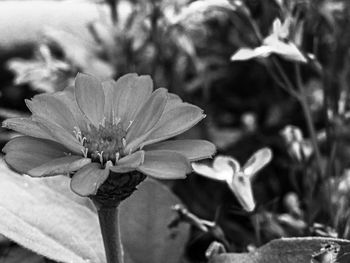 Close-up of flowering plant