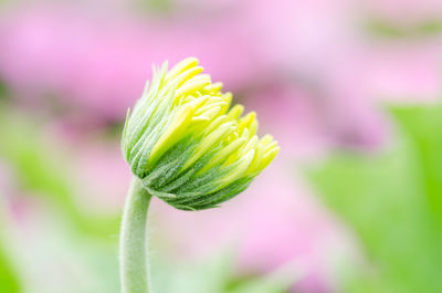 Close-up of yellow flower