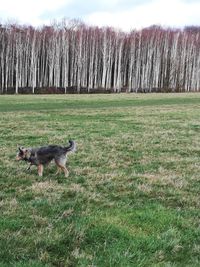 Dog running on field