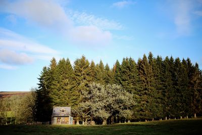 Trees on field against sky