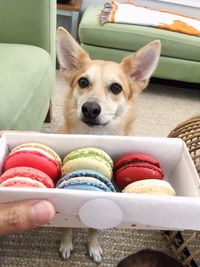 Cropped hand showing macaroons to dog at home