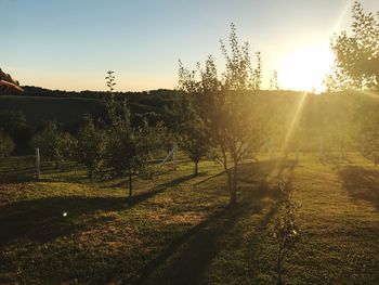 Scenic view of field against clear sky during sunset