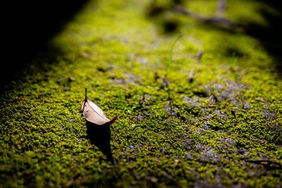 Close-up of dry leaf on field