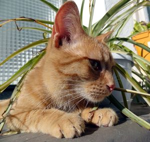 Close-up of a cat looking away