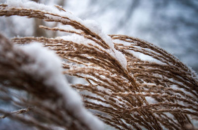 Close-up of plant against blurred background