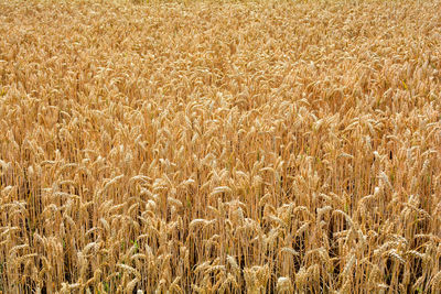 A golden grain field before harvest as a background