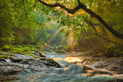 Scenic view of waterfall in forest