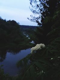 Close-up of plants by lake against sky