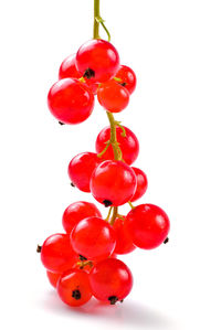 Close-up of red berries against white background