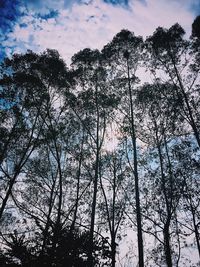 Low angle view of trees against sky