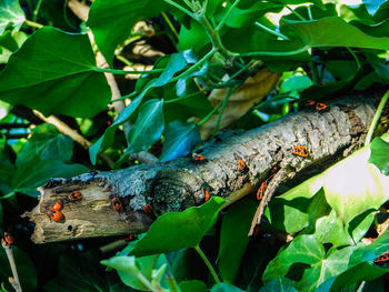 Close-up of insect on plant