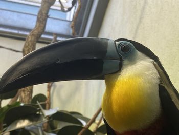 toucan