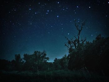 Low angle view of tree against star field