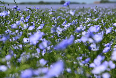 Close-up of purple flowering plants on field